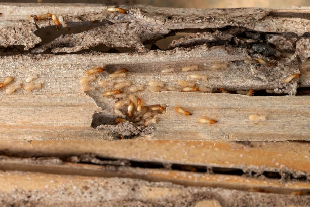 Best Wildlife Control Services  in West Little River, FL